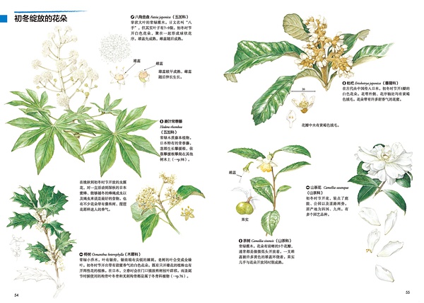 初冬绽放的花朵1