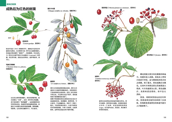 成熟后为红色的树果1