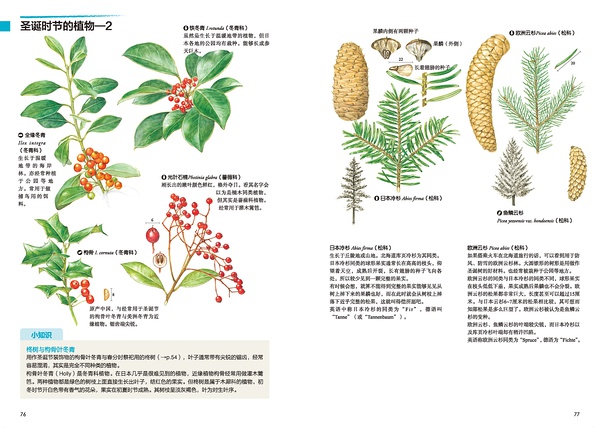 圣诞时节的植物-21