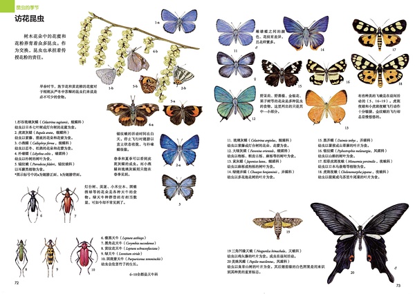 访花昆虫1
