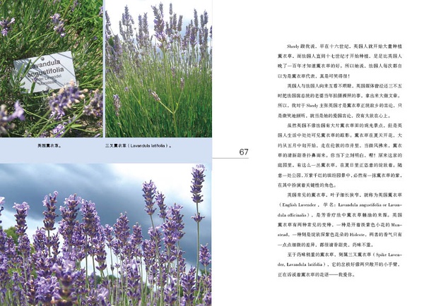 小小精油诞生记1