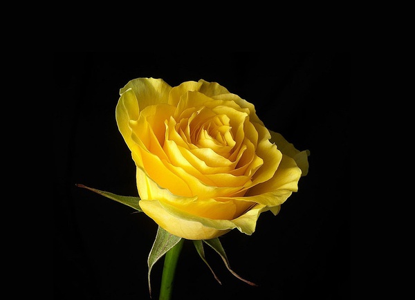 黄玫瑰的心1