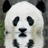 yanxiao1st